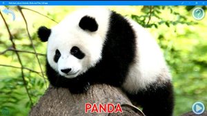 The animal sounds app