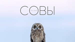 Совы. Кто они?