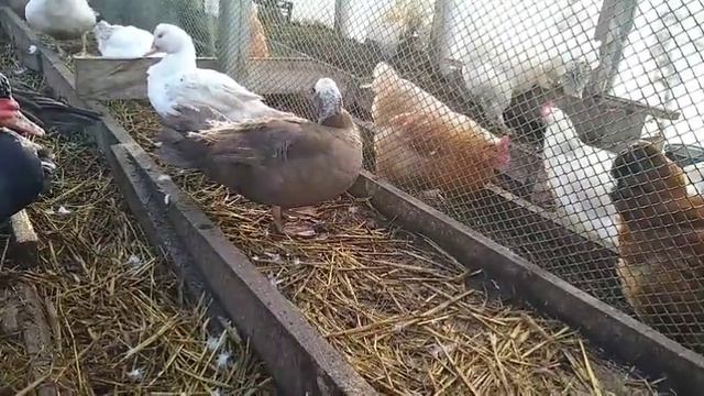 КАК СДЕЛАТЬ ЧТОБЫ ИНДОУТКИ НАЧАЛИ РАНО НЕСТИСЬ?/МУСКУСНЫЕ УТКИ/ смотреть онлайн