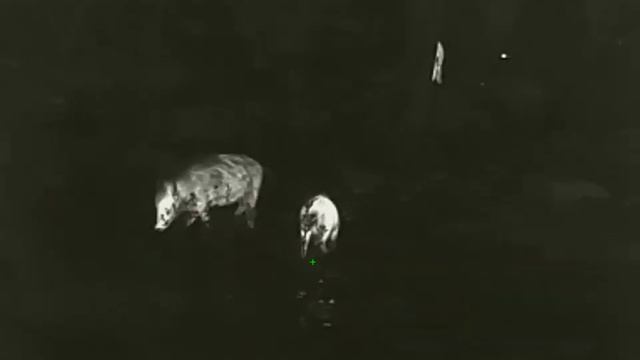 InfiRay rico rl42 смотреть онлайн