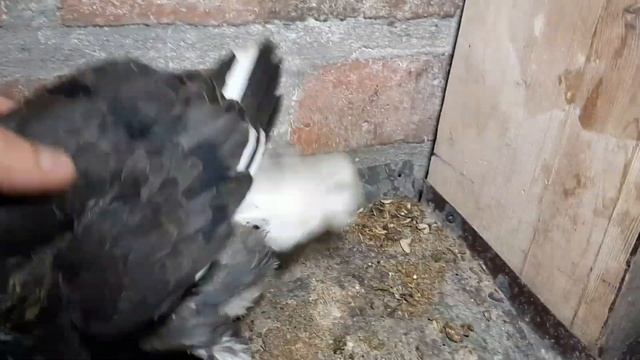 Зимние голубята. Стоит ли их оставлять? Николаеские голуби. Winter pigeons. Nikolaev pigeons.