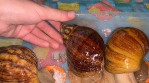 Архахатина маргината вар овум.Описание вида.