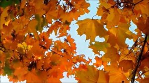 Есенин  Отговорила роща золотая.  Читает Безруков