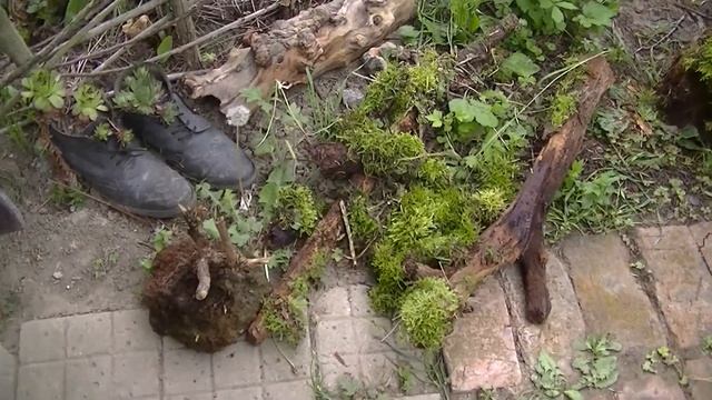 Японский сад. Сад мха. Сад камней.