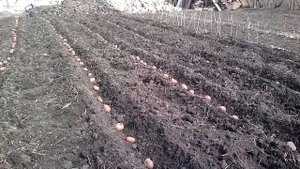 сажаем картофель под солому