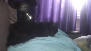 Астма у кота 13 лет