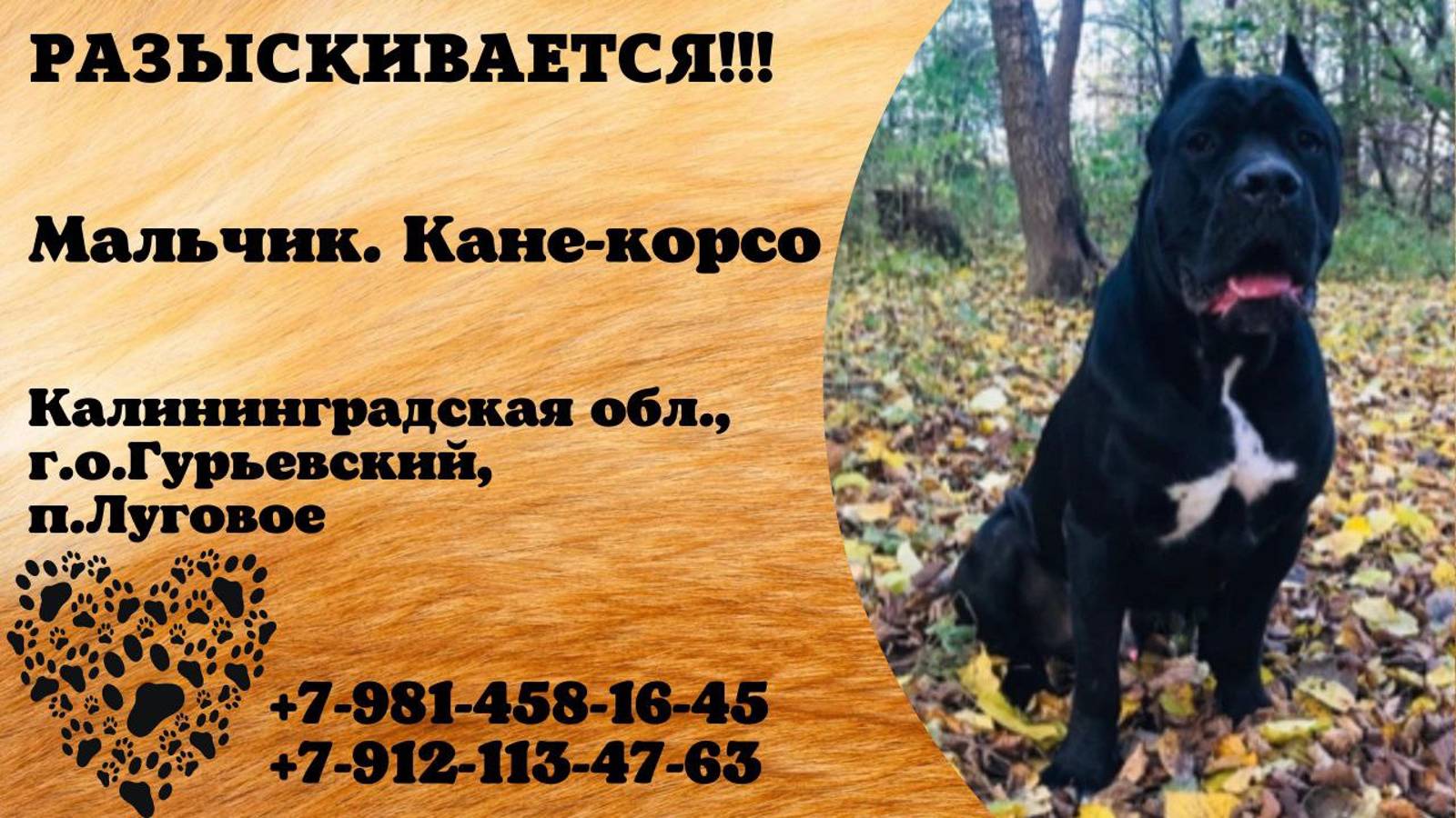 Пропала собака! Мальчик. Кане-корсо. Калининградская область, г.о.Гурьевский, п.Луговое.