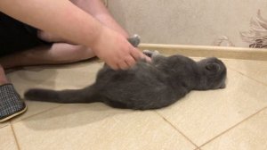 Почему коты не любят, когда трогают хвост? Кота нельзя тянуть и дергать за хвост!