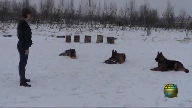 Послушание собаки. Команда "МЕСТО" смотреть онлайн