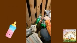 Маша окотилась! Чем мы кормим наших коз?!
