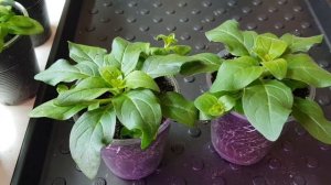 Петуния ампельная серия Тайдал Вейв/ Рассада 1,5 мес/ Формировка куста для пышного цветения