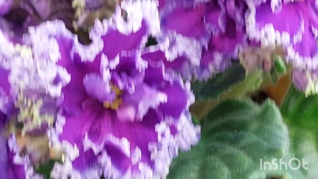 25.08.23/ЕСТЬ НОВИНК/ВЫСТАВКА фиалок в Доме фиалок /МФ/#выставка#фиалки#домфиалок# смотреть онлайн