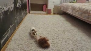 Морские свинки гуляют. Как помочь свинке не бояться комнаты. Guinea pigs are walking.