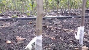 Окулировка саженцев / прививка глазком