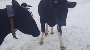 ВЫГНАЛ КОРОВ КАКИЕ САРАЙНЫЕ НОВОСТИ Ч.1.