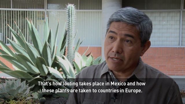 Cactus seeds smuggled from Mexico may cause cactus extinction смотреть онлайн