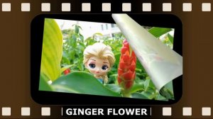 Learning Flowers for Kids Cartoon Princess toys| Cameron Highland | Baby12Learn