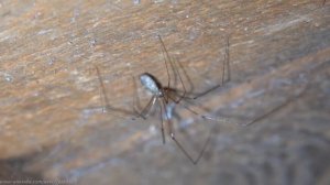 Long-bodied Cellar Spider (Pholcus phalangioides) -  Brighton, December 2020