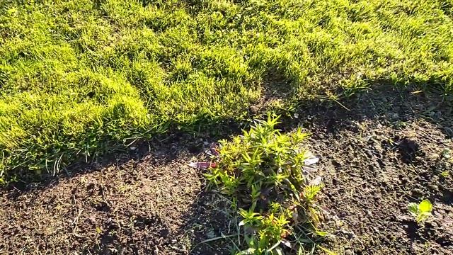 Я на даче. итоги недельного отпуска. смотреть онлайн