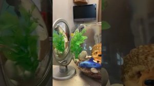 Рыбка Петушок сражается со своим отражением