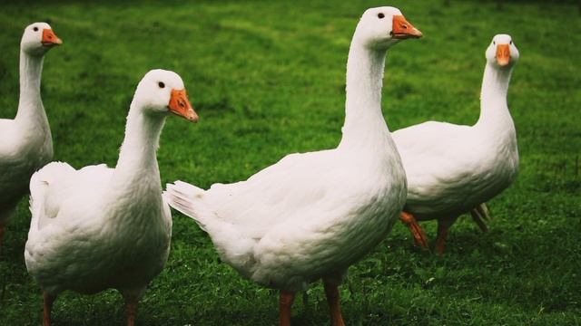 Кто такие Гуси?Интересные и малоизвестные факты о Гусях? AnyWild смотреть онлайн