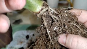 Алоказии/В поисках клубешков/Как я  сажаю клубни алоказии