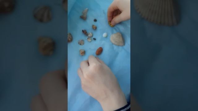 Как открыть ракушку. Ракушки жемчужные