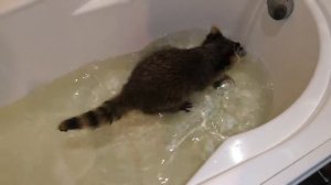 Енот купается перед прививкой