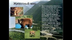 Природа и животные алтайского края