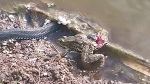 Охота Ужа на Лягушку:)На Рыбалке:)Часть 3.