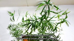 Аспарагус серповидный — уход в домашних условиях