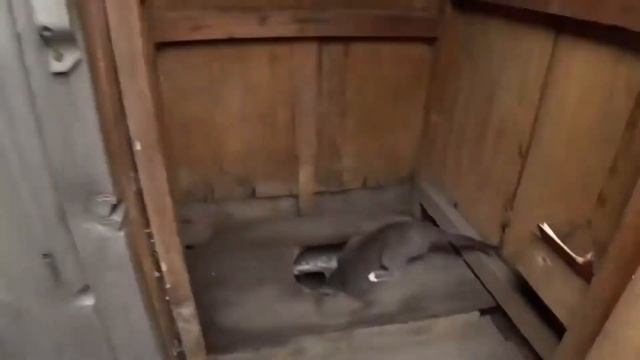 Барсик, что ты делаешь Руслан Гительман