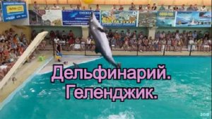 Дельфинарий в Геленджике. Очень милые и трогательные дельфины.