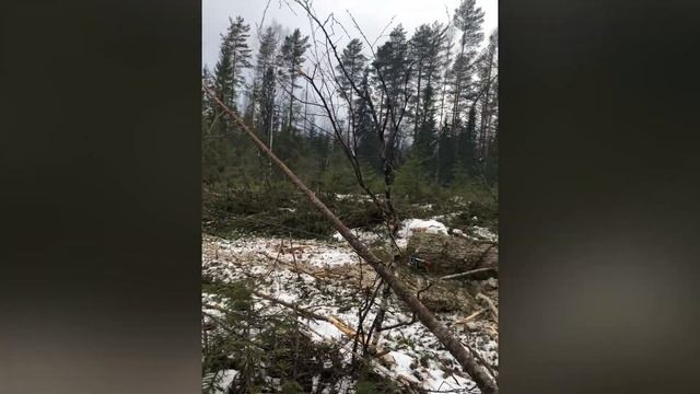 Лесная техника МУЛ 1221 МУЛ82 МПТ 461 Мульчер Ferri Трелевочная лебедка Тайфун EGV 65 смотреть онлайн