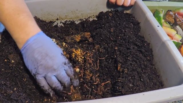 Horizontal migration setup & HEAVY feeding смотреть онлайн