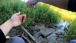 Почему я не ловлю рыбу на червя или опарыша?