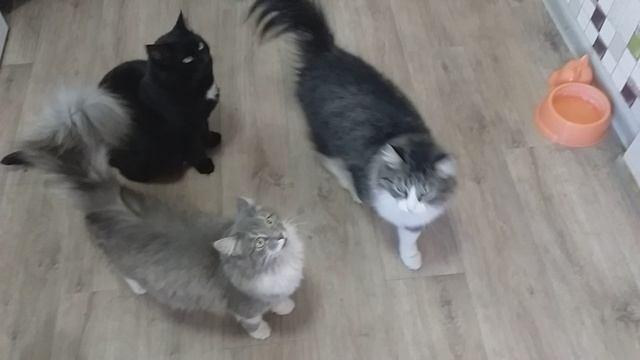 Разговорчивые Котики смотреть онлайн