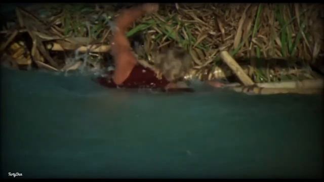 The Blue Lagoon - 1980 - [Laguna Mix] смотреть онлайн