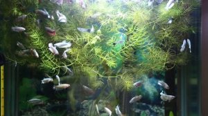 кормление рыбы на примере гуппи и петухов кормом "Coppens"