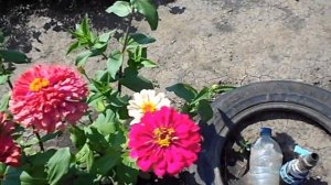 ЦВЕТЫ РАЗНОЦВЕТНЫЕ МАЙОРЫ - ЦИННИЯ 2018