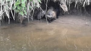 Нутрии на р. Пахра и их детёныши.