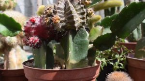 🏵Cómo CUIDAR CACTUS INJERTADOS cuidados de Cactus injertado e injertos de Cactus Cultivo y Riego 😸