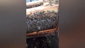 Формируем две семьи в одном Дадане.