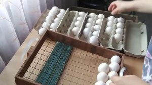 1 июля 2019г. ЯЙЦО ИЗ ХОЛОДИЛЬНИКА... ИНКУБАЦИЯ