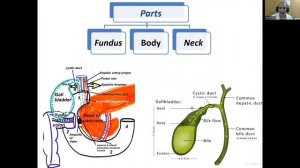 Biliary system (Nutrition & GIT module 7)