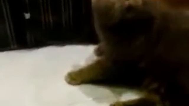 ГОВОРЯЩИЙ БРИТАНСКИЙ КОТ!! приколы с животными