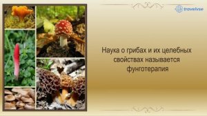 Интересные факты о грибах