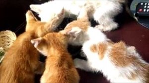 Мусорный мешок вдруг начал шевелиться. Когда женщина заглянула в него, то отшатнулась