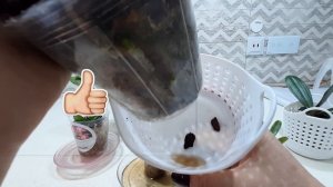 2-й шаг на пути к цветению.Обработка новых орхидей.Эксперимент с Превикуром окончен.Что случилось?