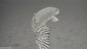 Посмотри КАК КЛЮЁТ ГИГАНТСКАЯ ЩУКА под водой!? Атаки щук. Зимняя рыбалка 2023. Подводная съёмка